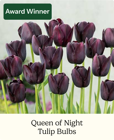 Tulip Bulbs - Queen of Night