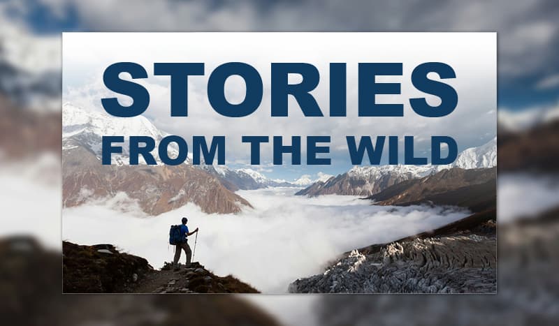 Stories from the Wild