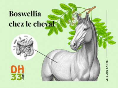 Boswellia par DH33