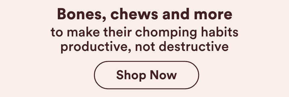 Bones, chews and more to make their chomping habits productive, not destructive. Shop Now