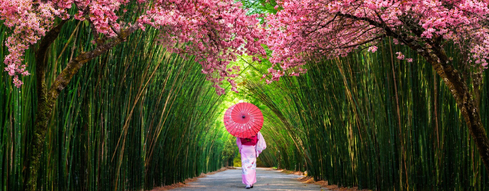Ultimate Autumn in Japan