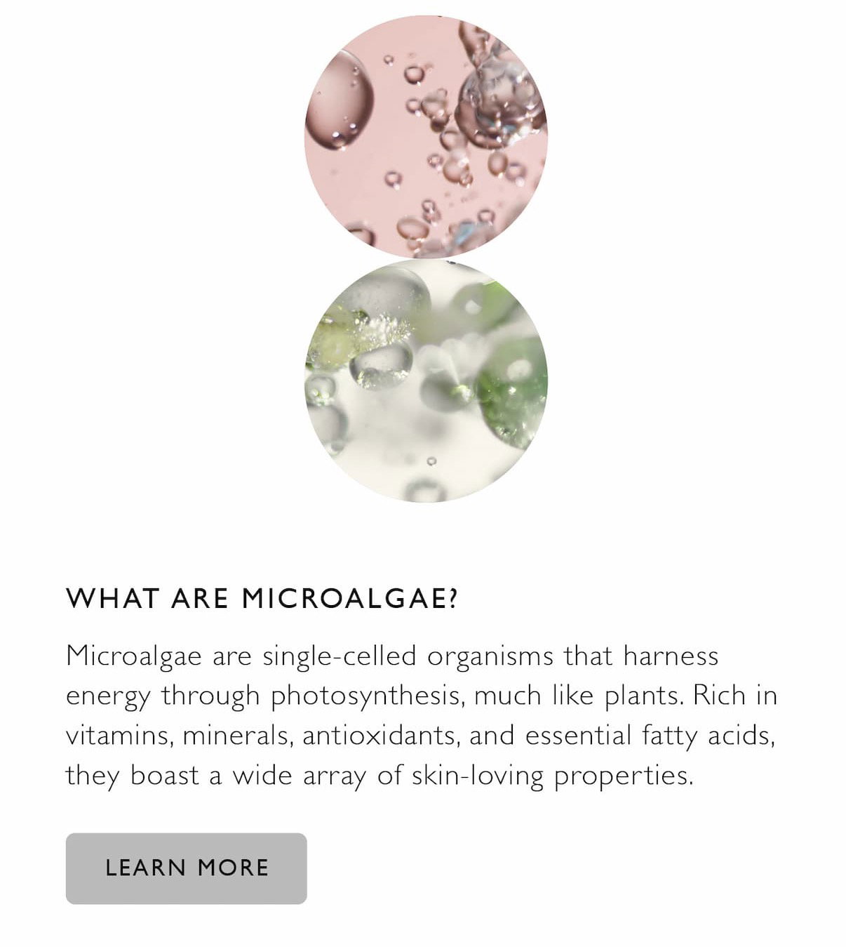 Learn about microalgae