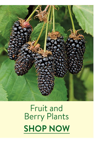Fruit and Berry Plants