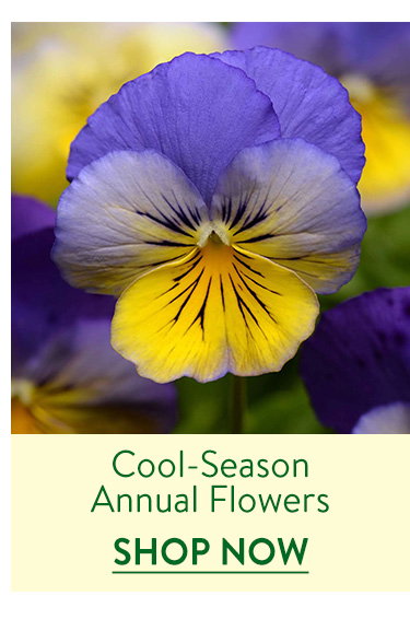Fall Planted Annuals