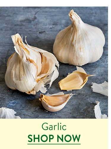 Garlic Bulbs