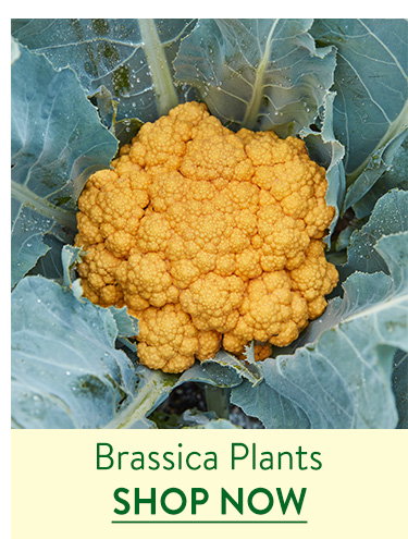 Brassica Plants