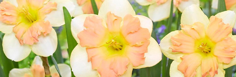 Flowering Bulbs