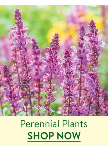 Fall Perennial Plants