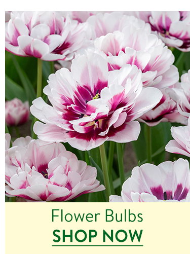 Flowering Bulbs