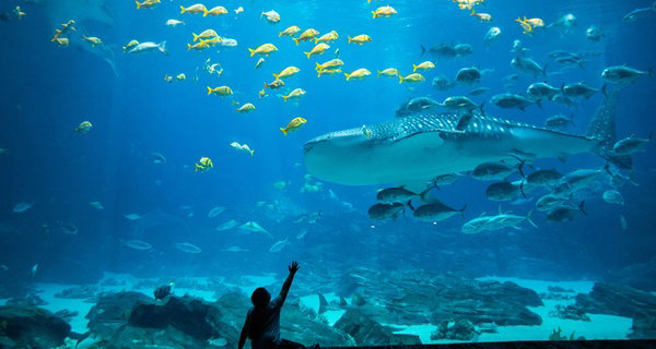 Georgia Aquarium General Admission Ticket Deals