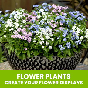 Flower Plants