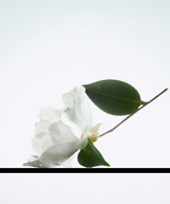THE POWER OF THE CAMELLIA