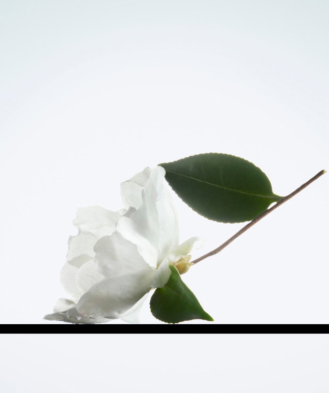 THE POWER OF THE CAMELLIA