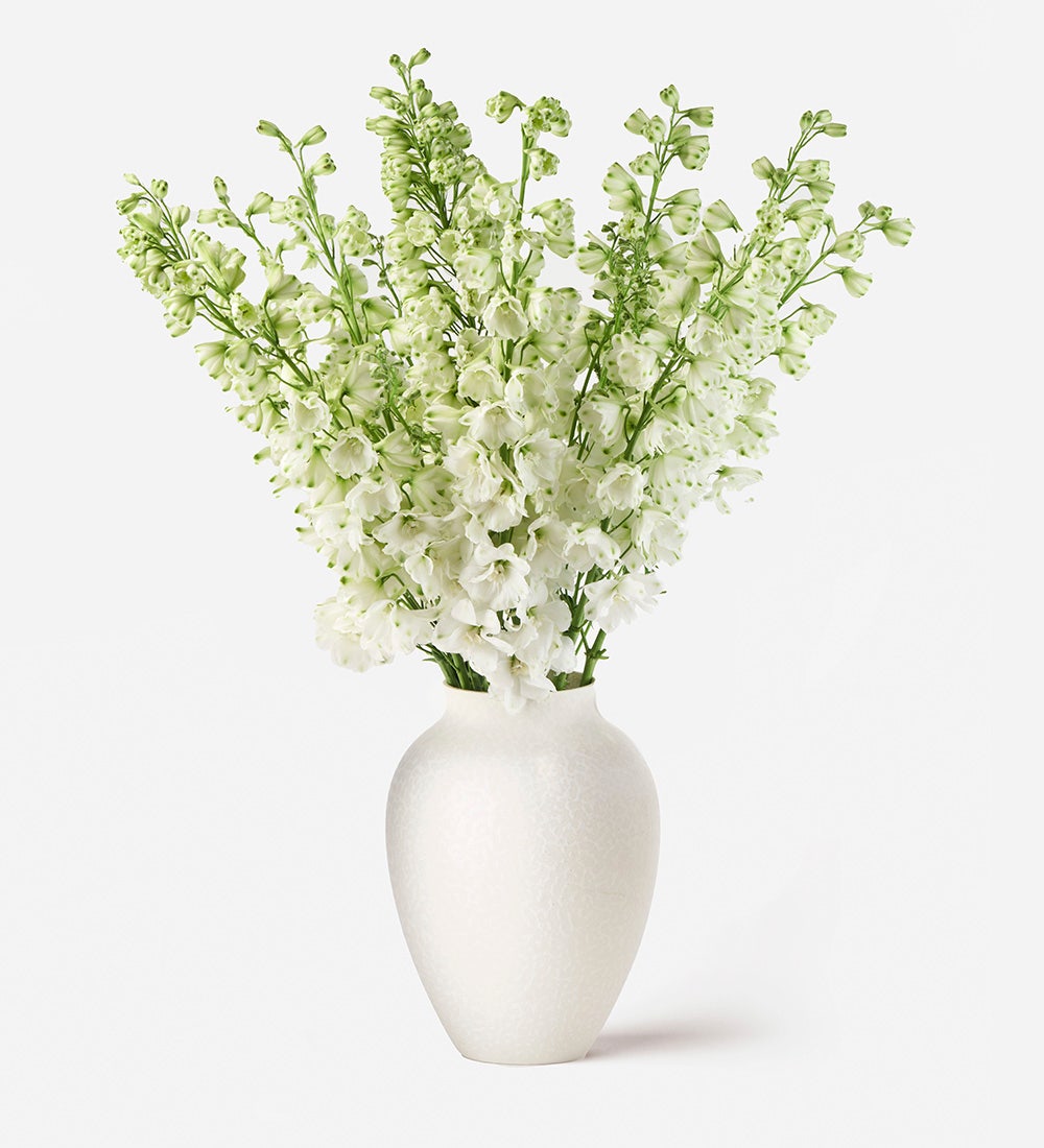 Delphinium