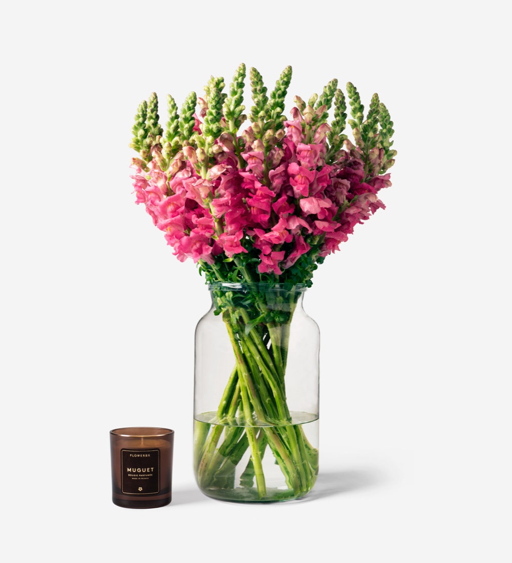 Snapdragons
