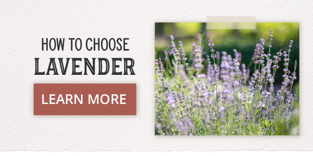 How To Choose Lavender