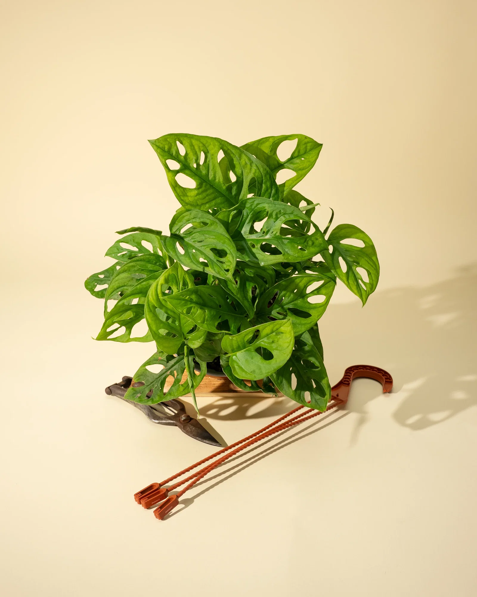 Image of 6