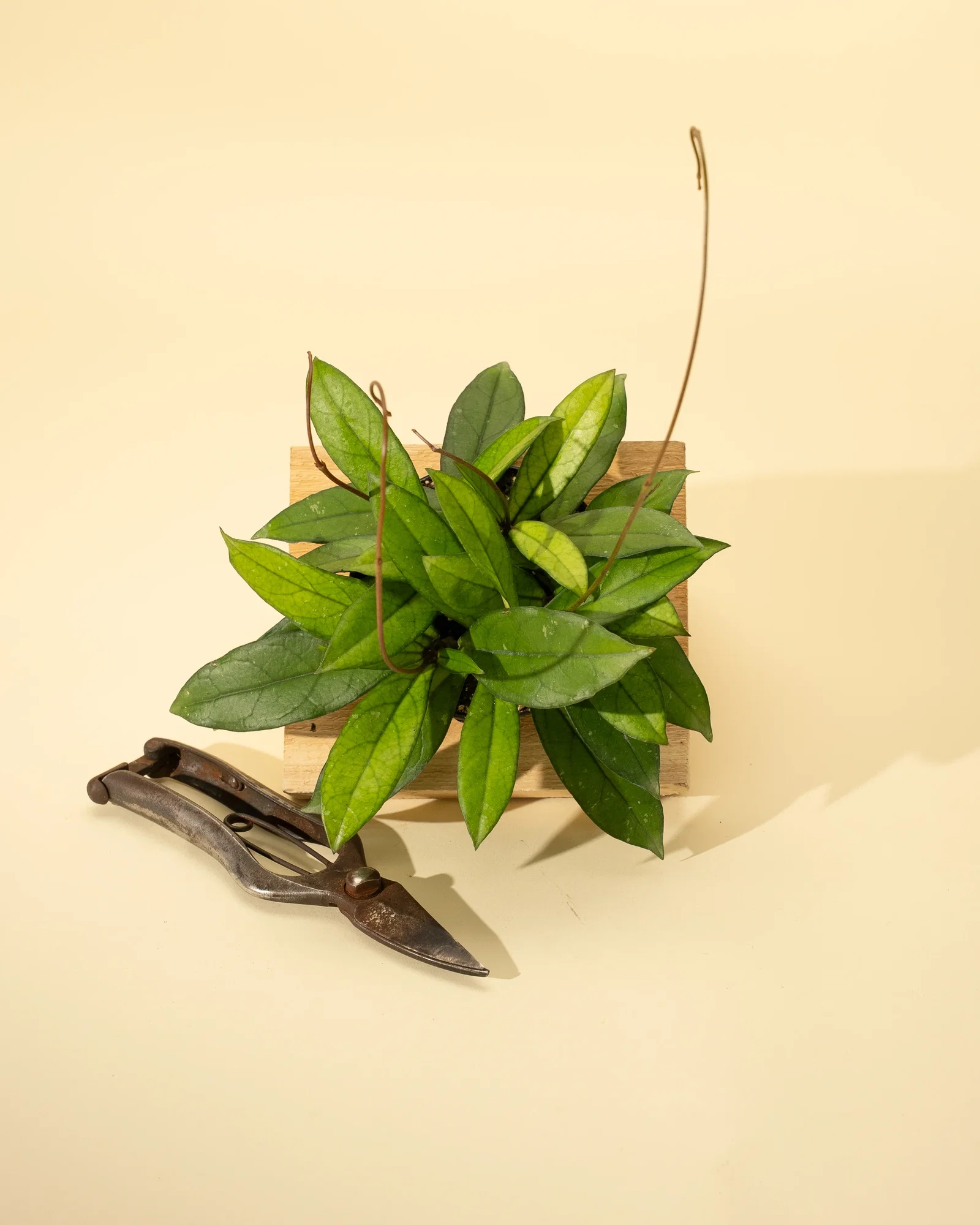 Image of 4