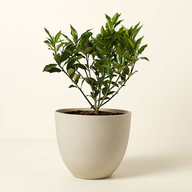 Grow Anywhere Kumquat Tree