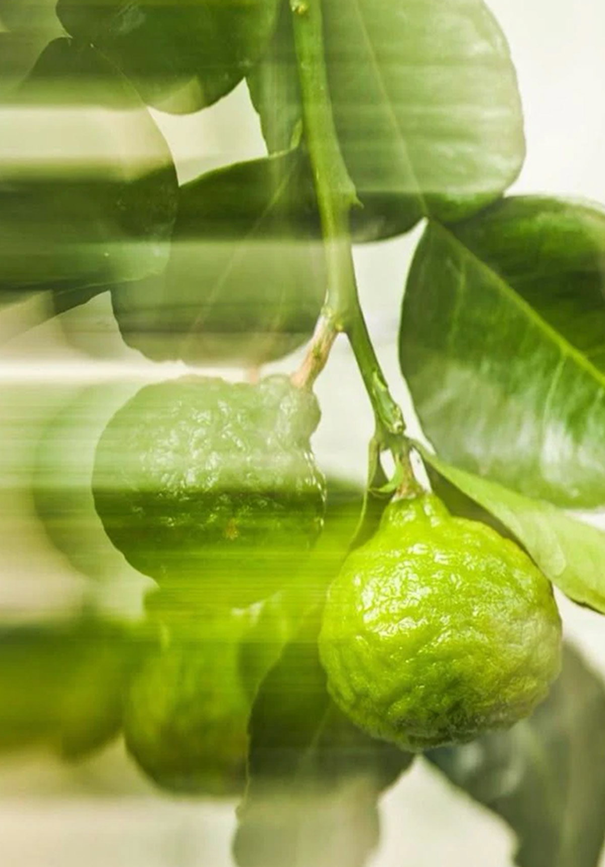 Peridot Jewellery