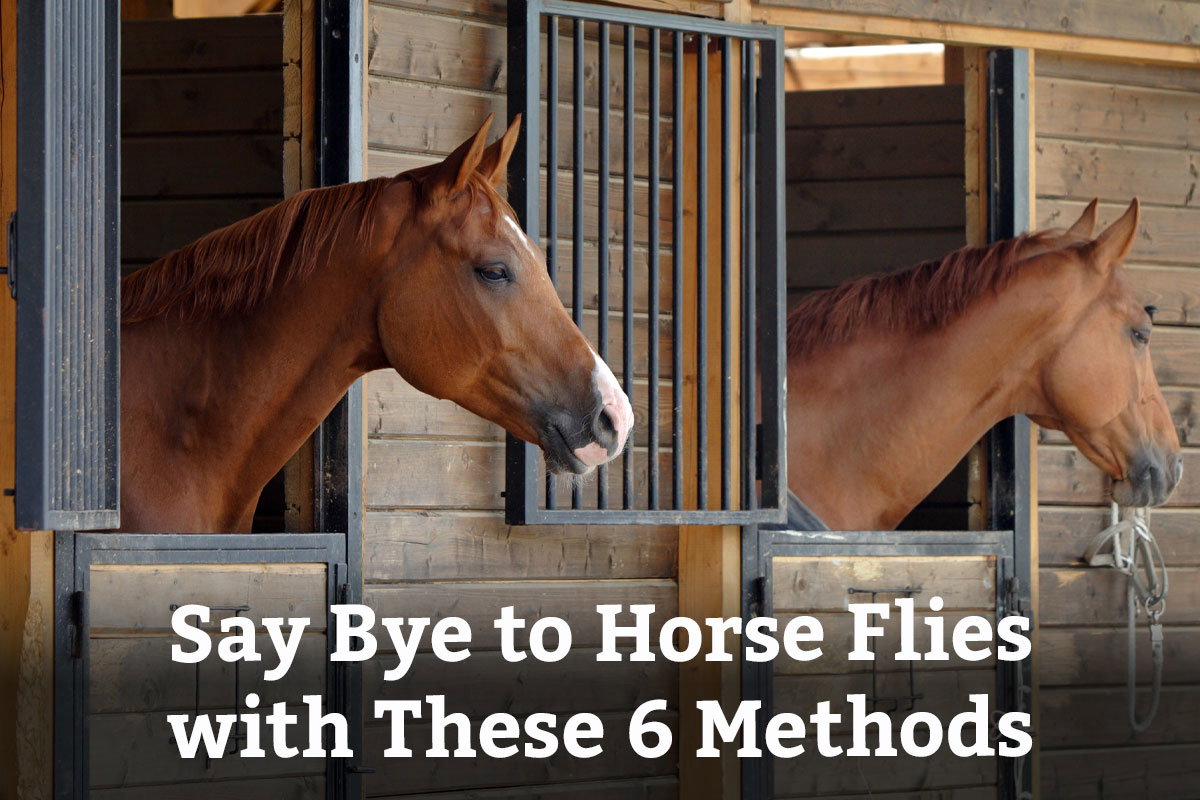 Say Bye to Horse Flies with These 6 Methods - Learn More