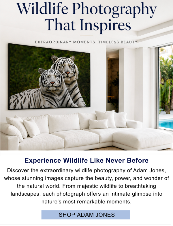 Art That Inspires - Discover timeless landscapes and elegant artwork to bring your vison to life. Timeless artwork to elevate every room - Discover the timeless beauty of June Erica Vess. Inspired by nature, her expressive landscapes and floral scenes are rich in color, texture, and warmth, bringing a sense of serenity and sophistication to any room. Whether you're creating a cozy retreat or refreshing your favorite space, her artwork offers an effortless way to add timeless style and beauty to your home.