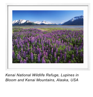 Kenai National Wildlife Refuge, Lupines in Bloom and Kenai Mountains, Alaska, USA