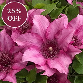 Clematis Elodi