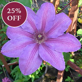 Clematis Horn Of Plenty
