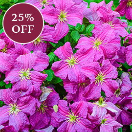 Clematis Mazurek
                  