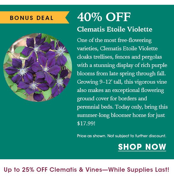 TODAY ONLY: Up to 25% OFF Clematis & Vines + Free Shipping on $150+
