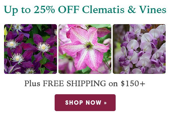 TODAY ONLY: Up to 25% OFF Clematis & Vines + Free Shipping on $150+