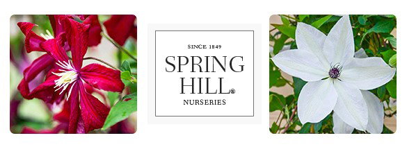 TODAY ONLY: Up to 25% OFF Clematis & Vines + Free Shipping on $150+