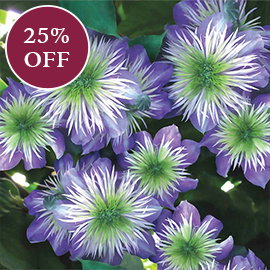 Clematis Crystal Fountain™

