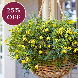 Clematis Little Lemons
