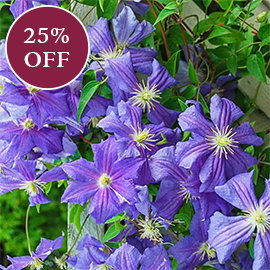 Clematis Perle d'Azur