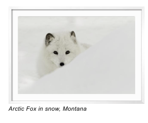 Arctic Fox in snow, Montana