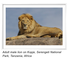 Adult Male Lion on Kopje, Serengeti National Park, Tanzania, Africa