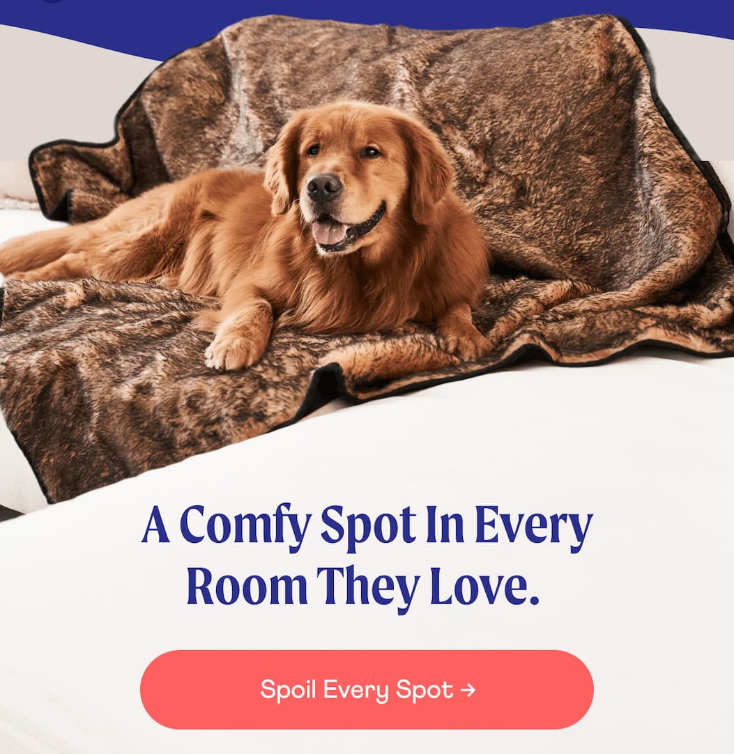 A comfy spot in every room they love.  | Spoil Every Spot →