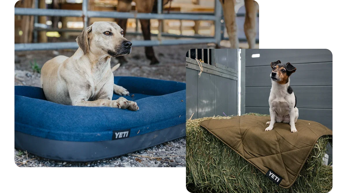 Dog Goods For Good Dogs