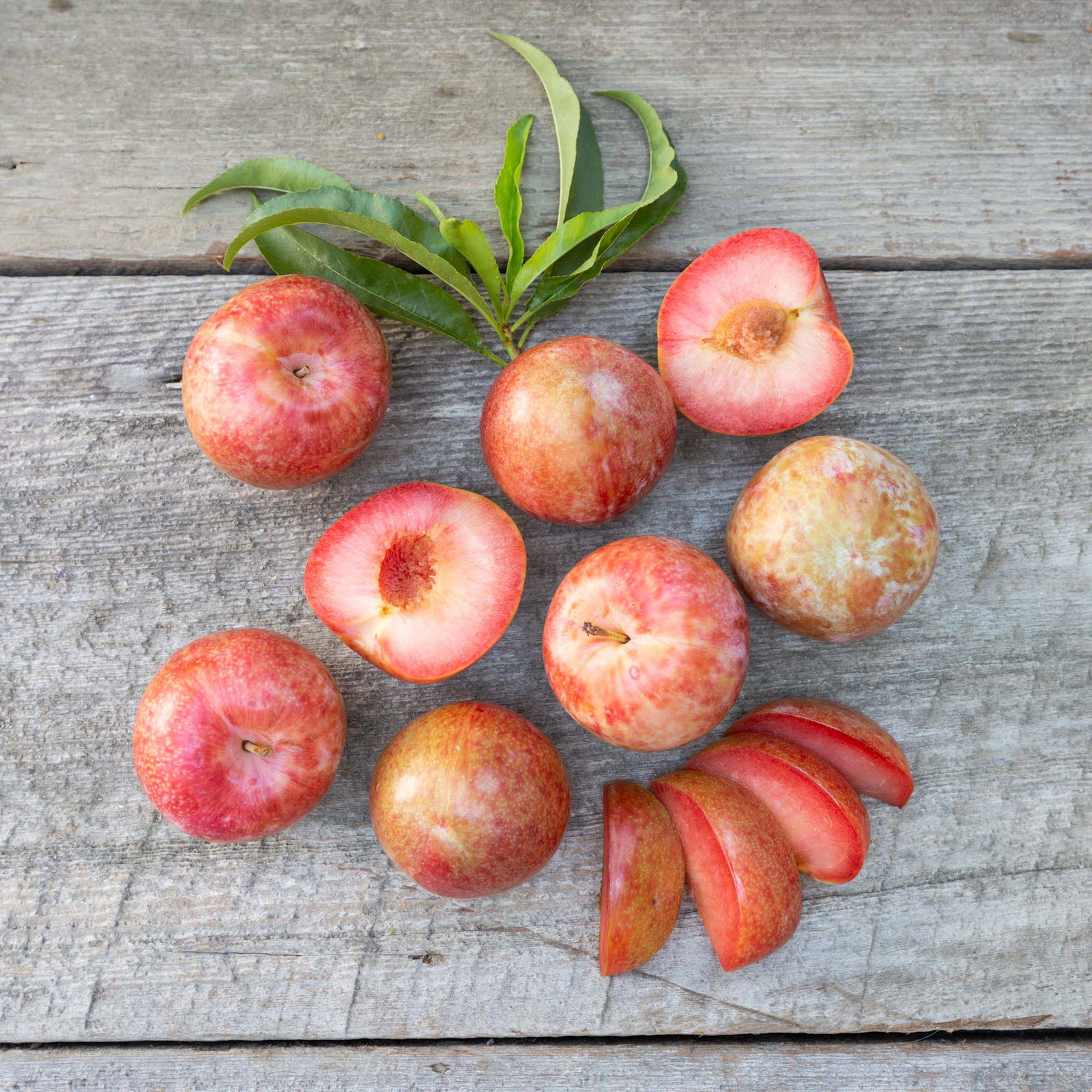 dapple dandy pluots