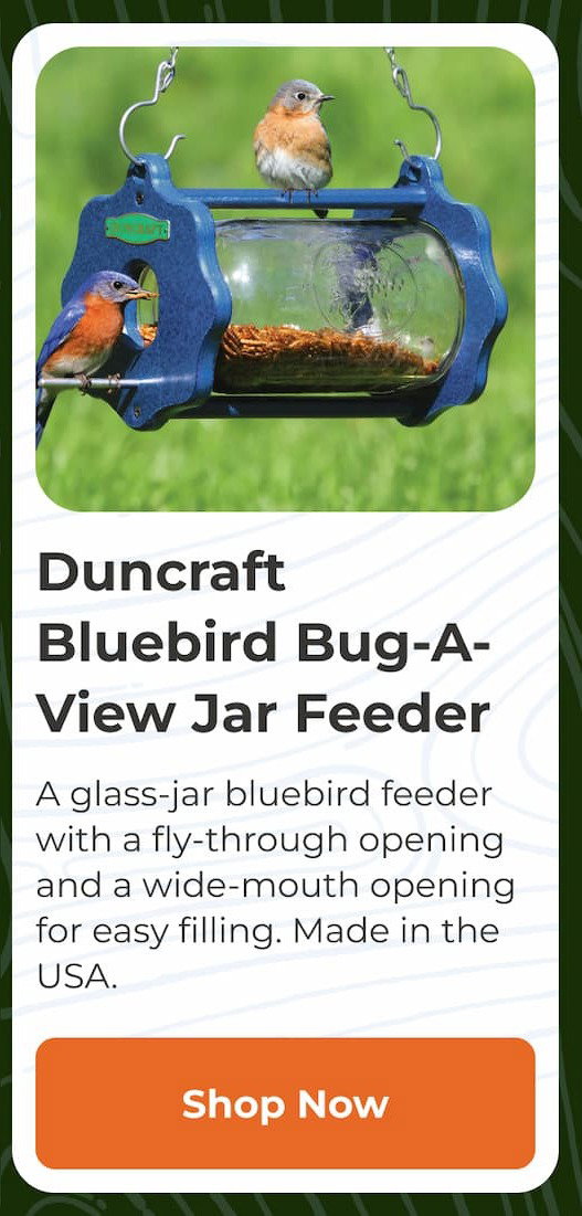 Duncraft Bluebird Bug-A-View Jar Feeder