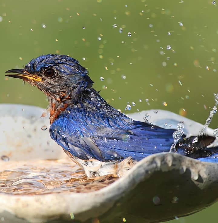 Bird splashing water from a fountain