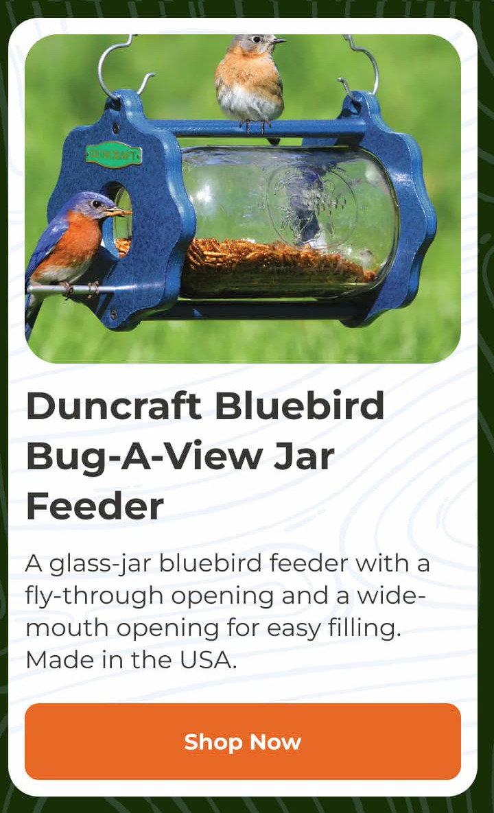Duncraft Cardinal Classic Window Feeder
