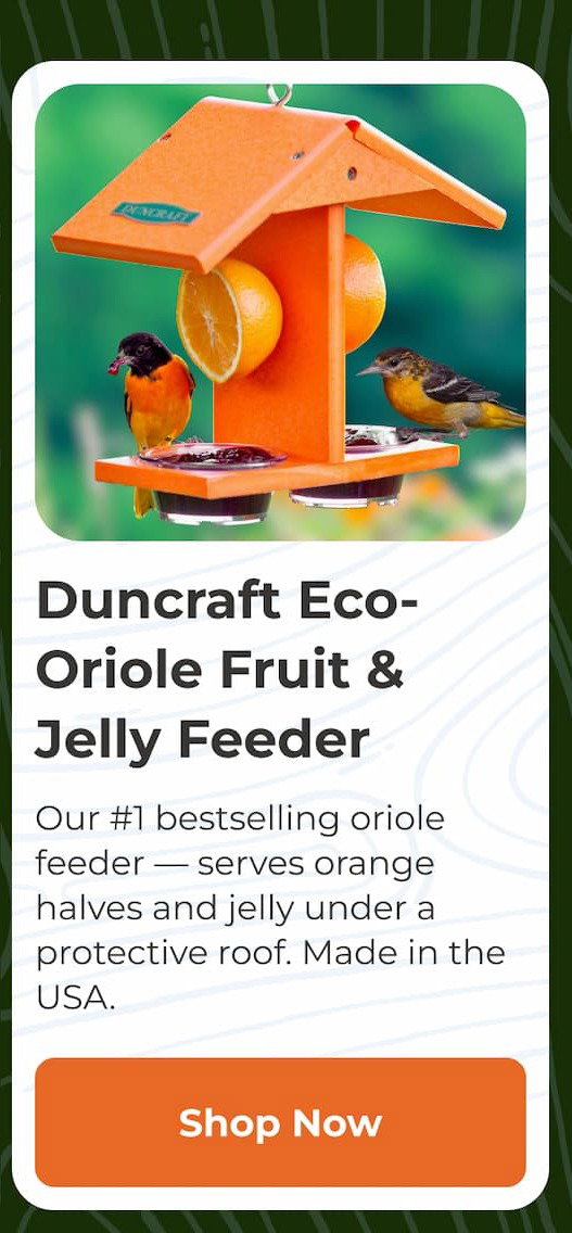 Duncraft Eco-Oriole Fruit & Jelly Feeder