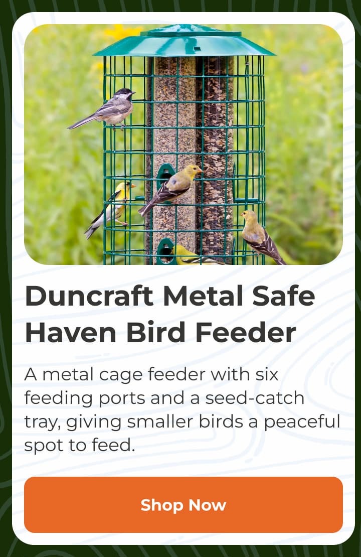 Duncraft Cardinal Classic Window Feeder