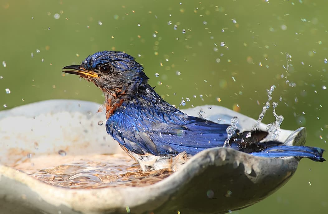 Bird splashing water from a fountain