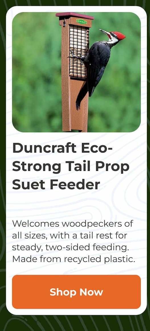 Duncraft Eco-Strong Tail Prop Suet Feeder
