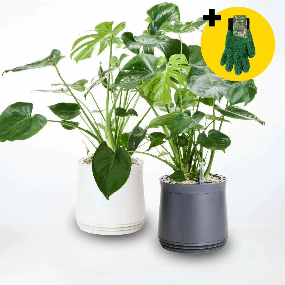Image of AIRY Twin Set – Green & Clean