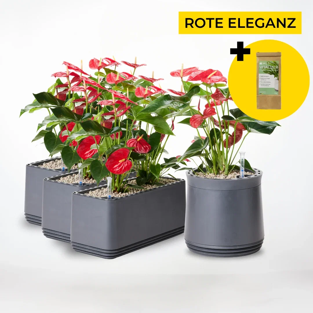 Image of Rote Eleganz